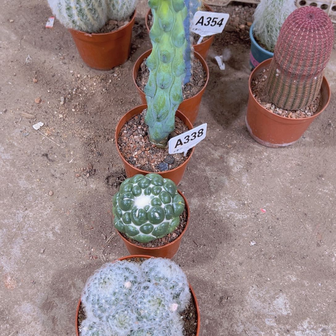 无***一年中都没见到这么帅滴美女