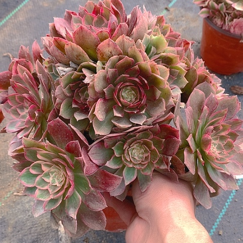 122莲花座多肉植物