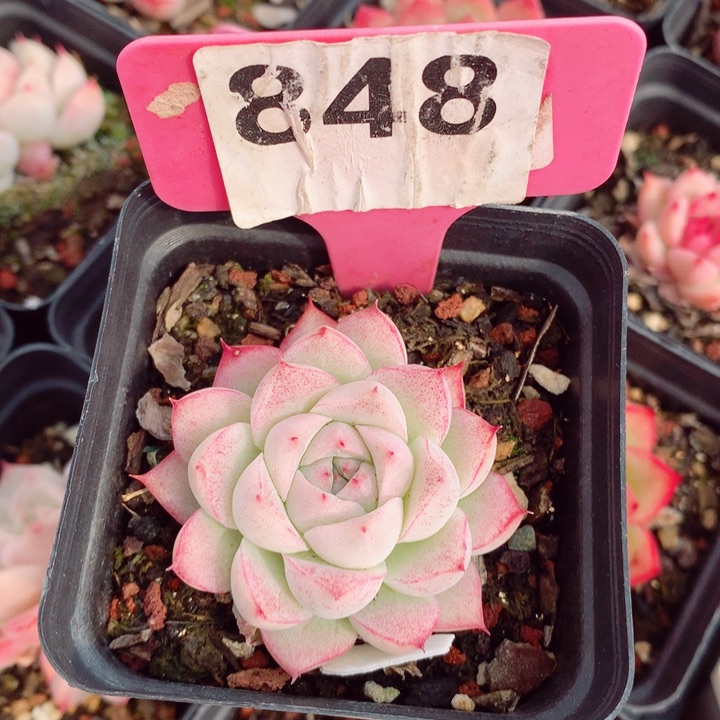 新年福利多肉5cm