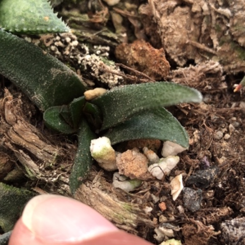 没****?尤叶风车硬叶硬叶