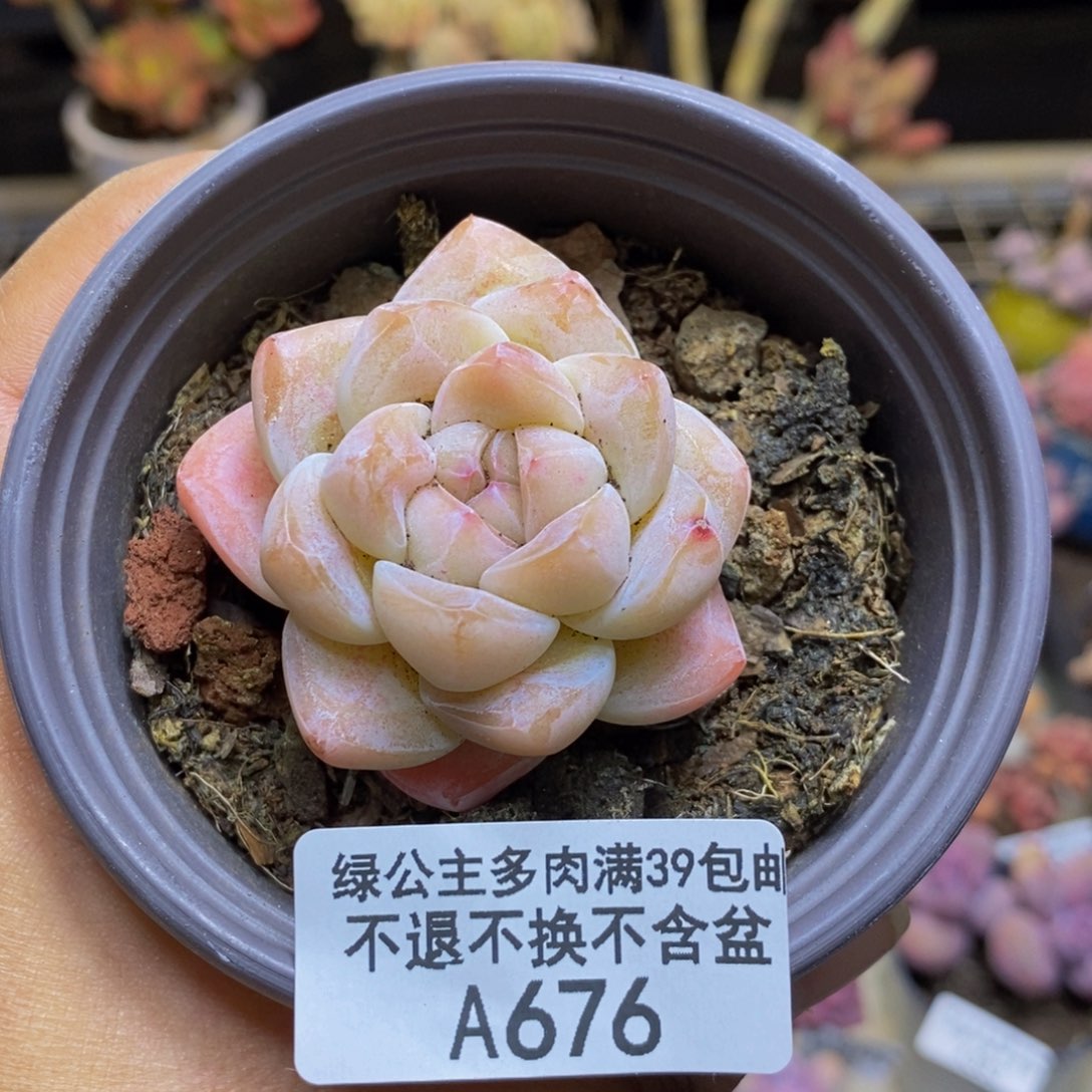 676珍妮冰玉多肉4c m