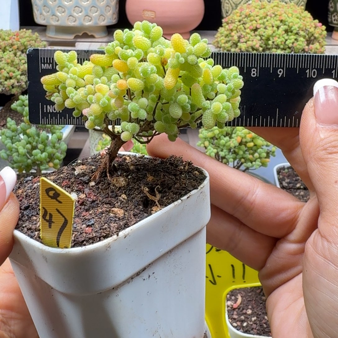 a47号橘子糖冠服7厘米左右