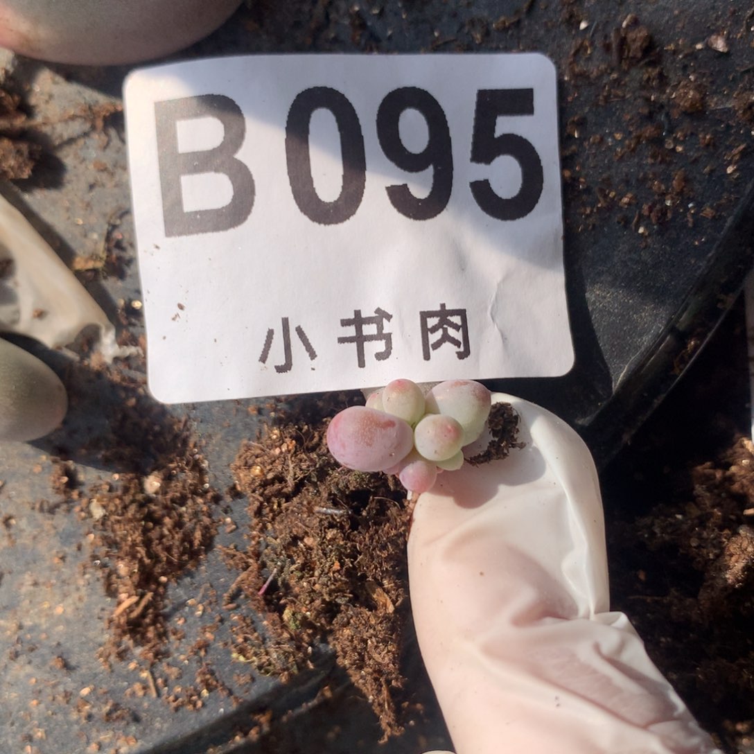 彩虹奶酪多肉095