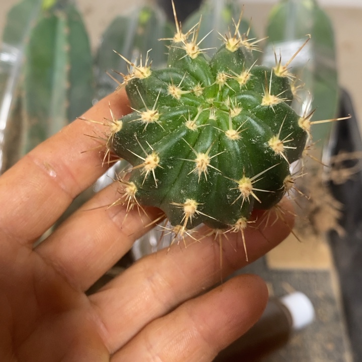 优雅芙蓉侧芽4厘米包邮