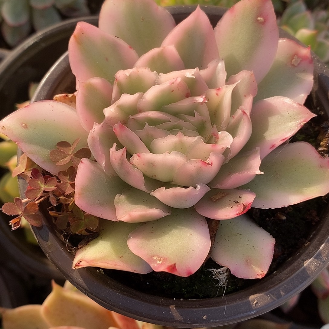 042哈哈哈哈哈哈哈哈哈哈