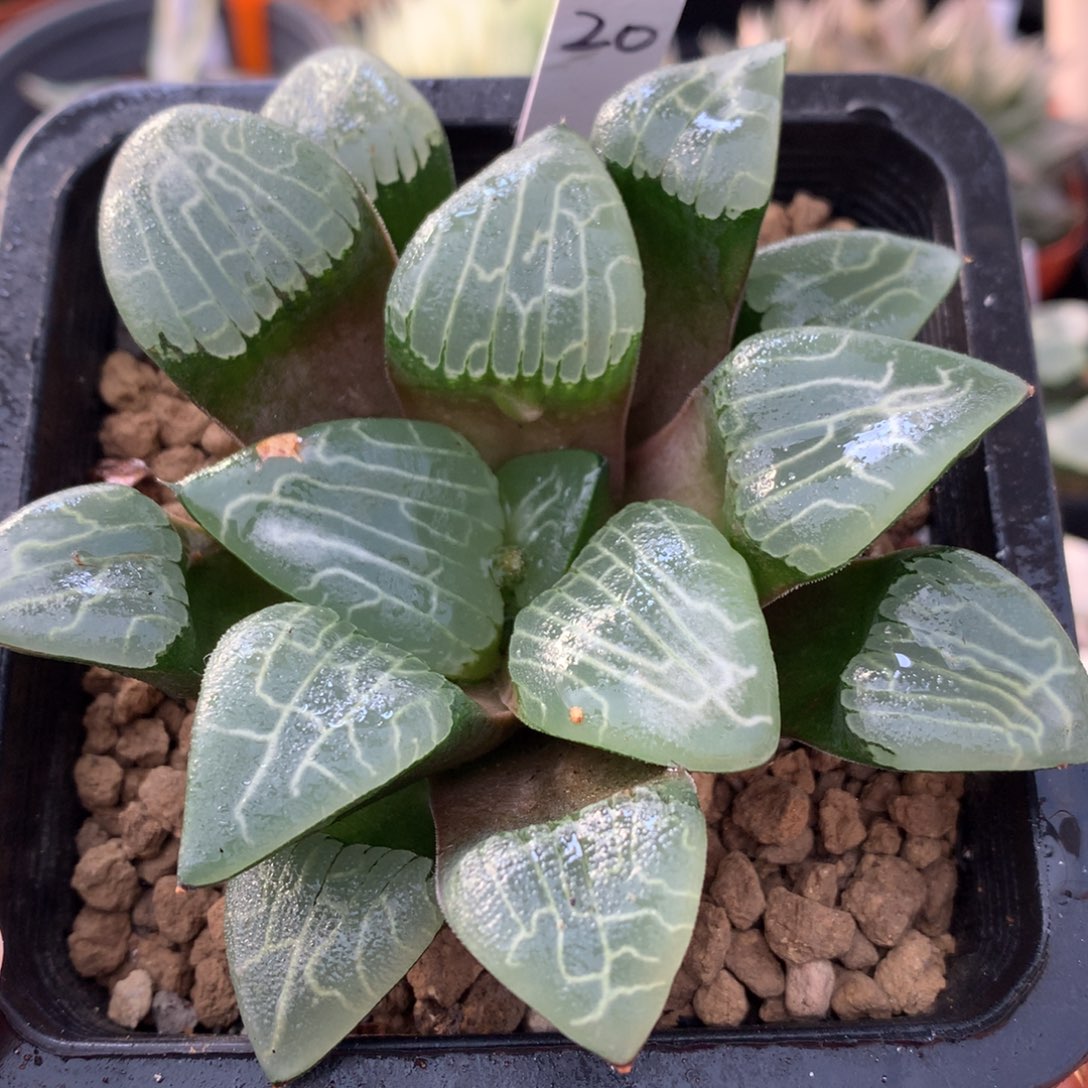 实生jp克，带盆一起