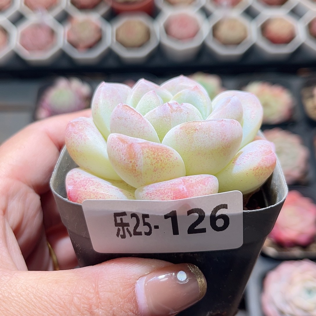 乐25-126 冰玉单头 