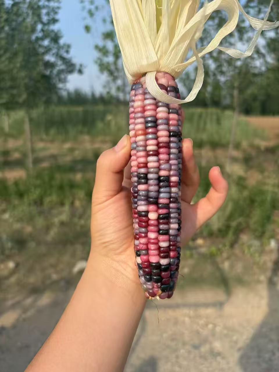 宝石文玩小玉米一物一拍