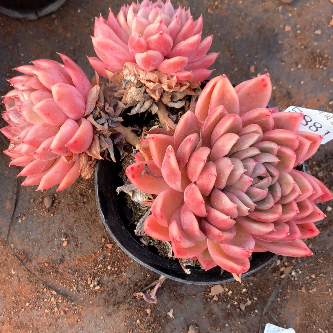 玉****?5881不包掉头整散特价