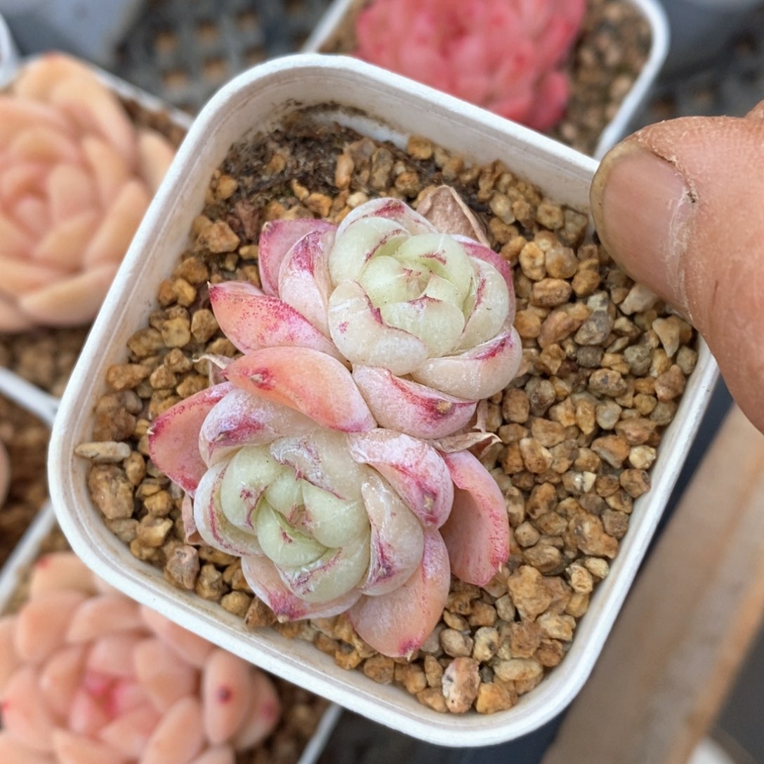 精品多肉一物一拍不包整12