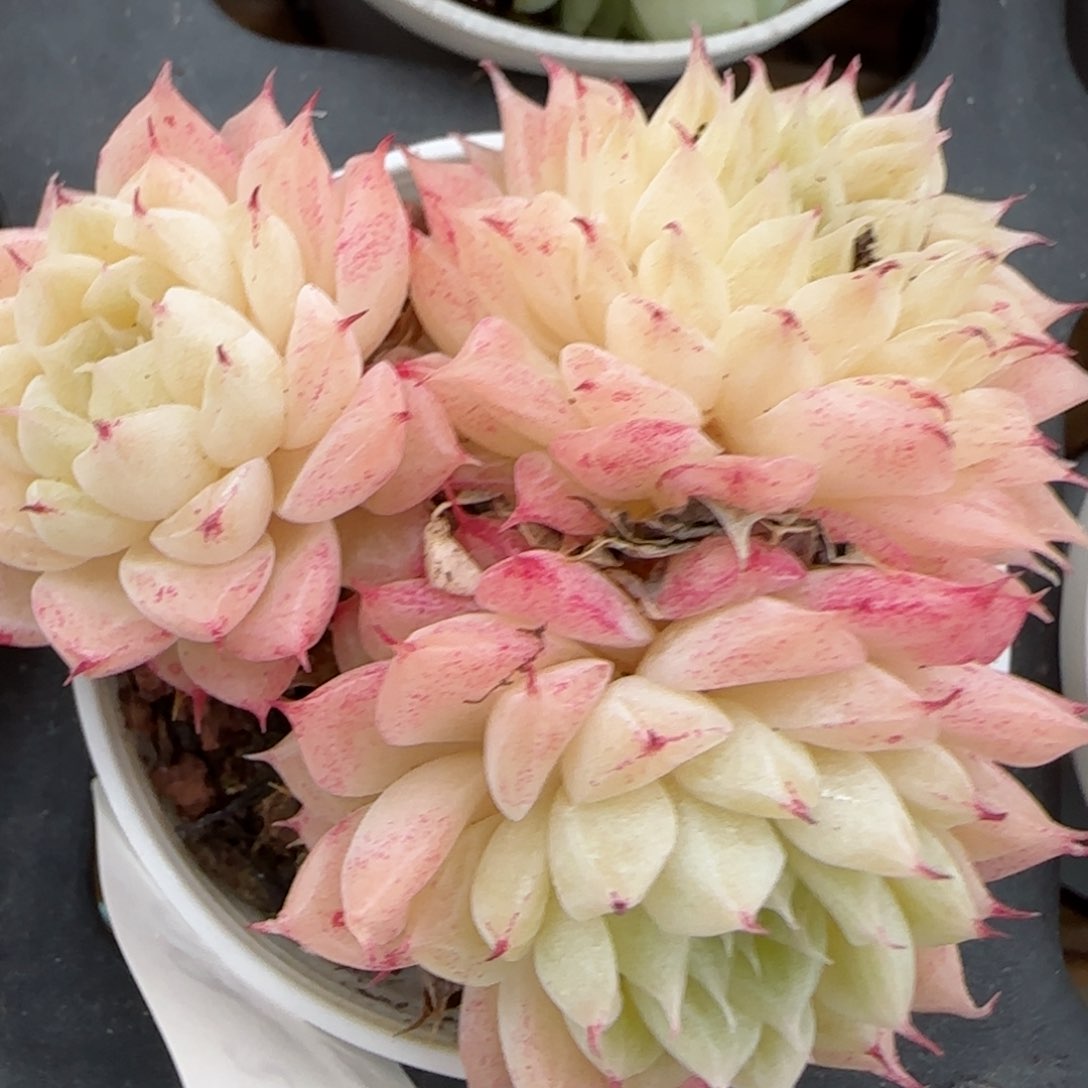 花语逸镜0203-599