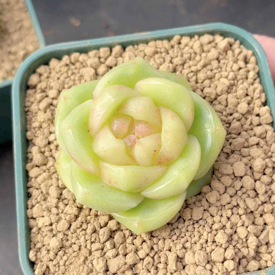 开****537号糖心冰心珍妮 芭菲