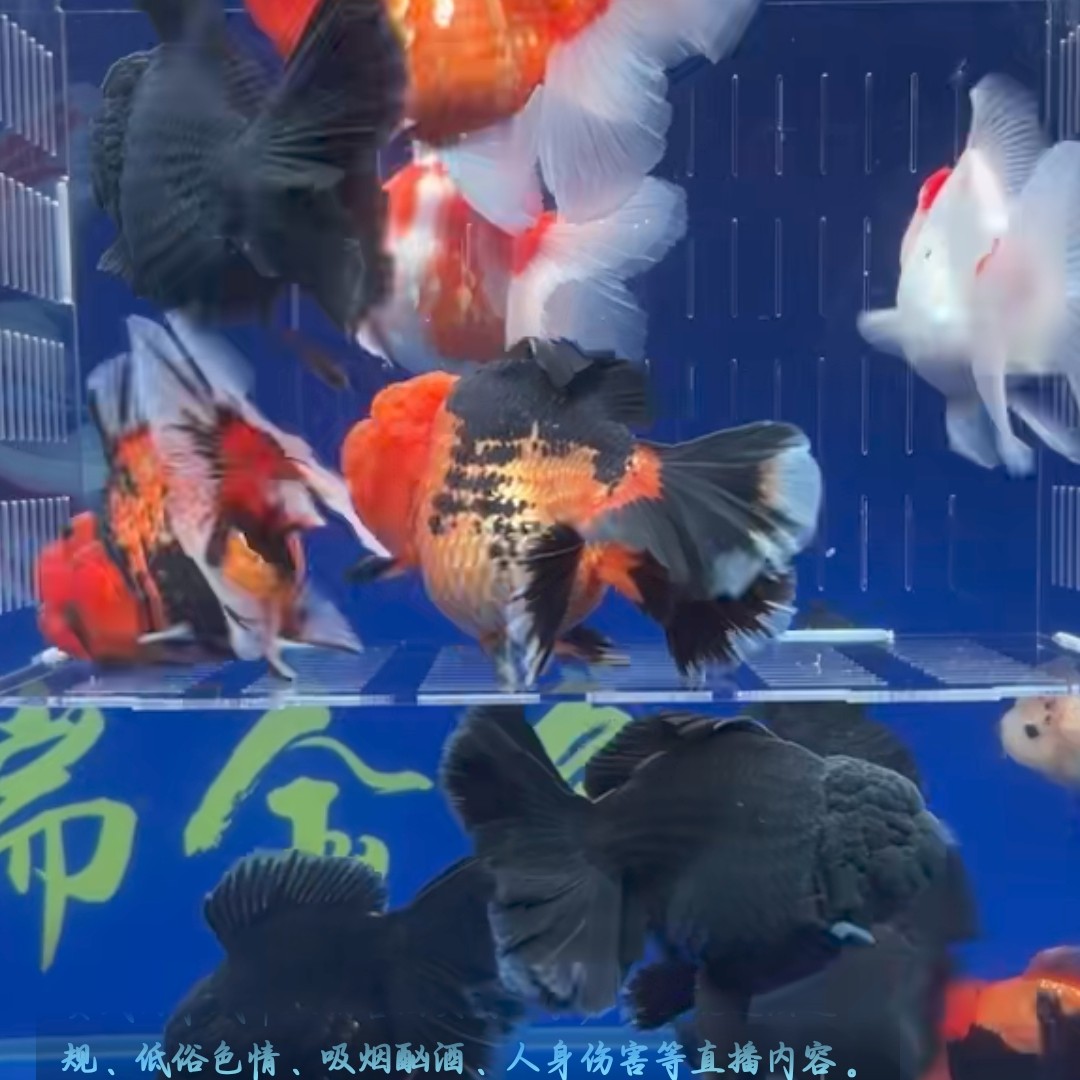 武龙高端金鱼大尺寸2条包邮
