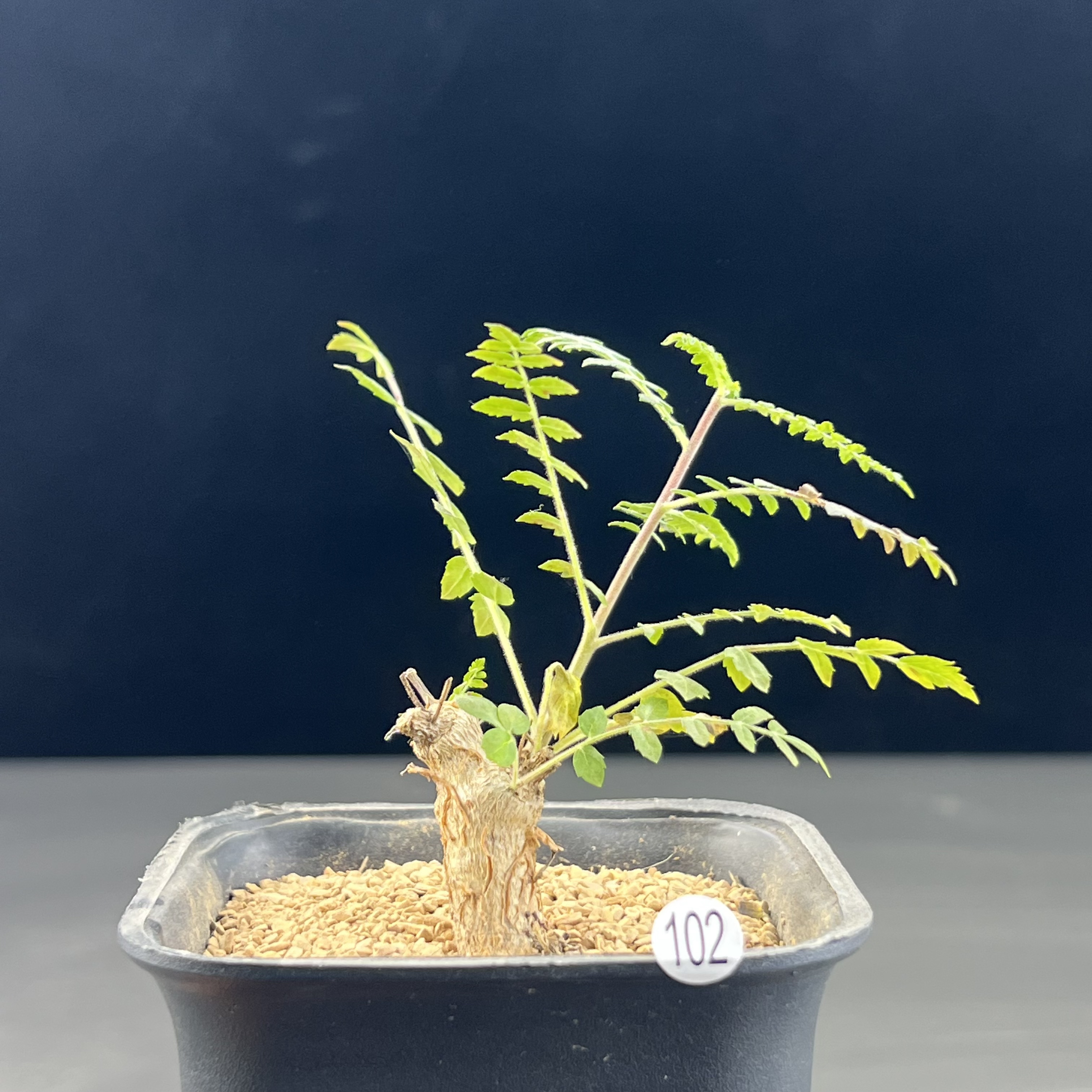 尼勒达乳香橄榄种播实生带盆发