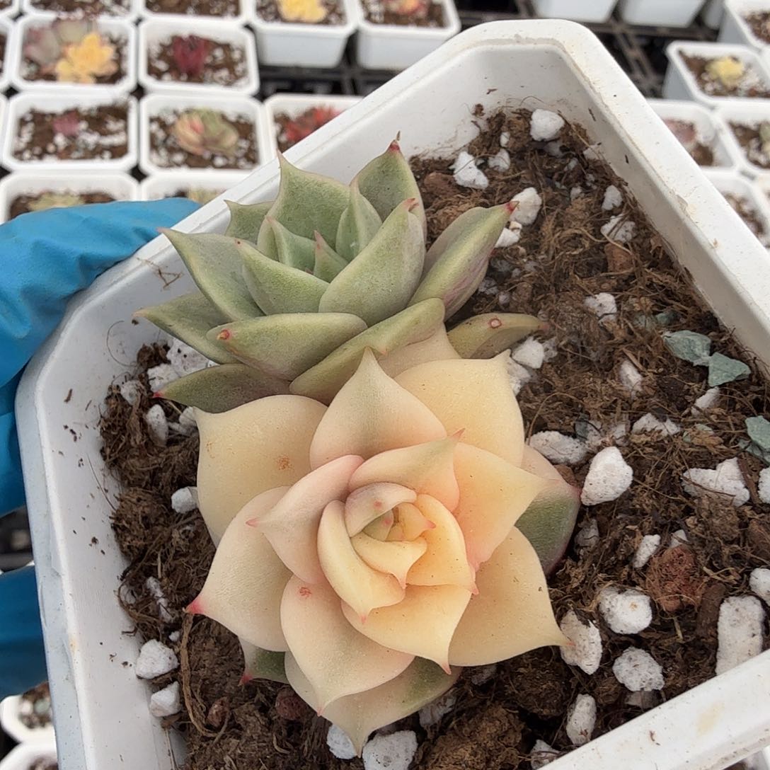 贝加尔湖锦，半覆轮锦