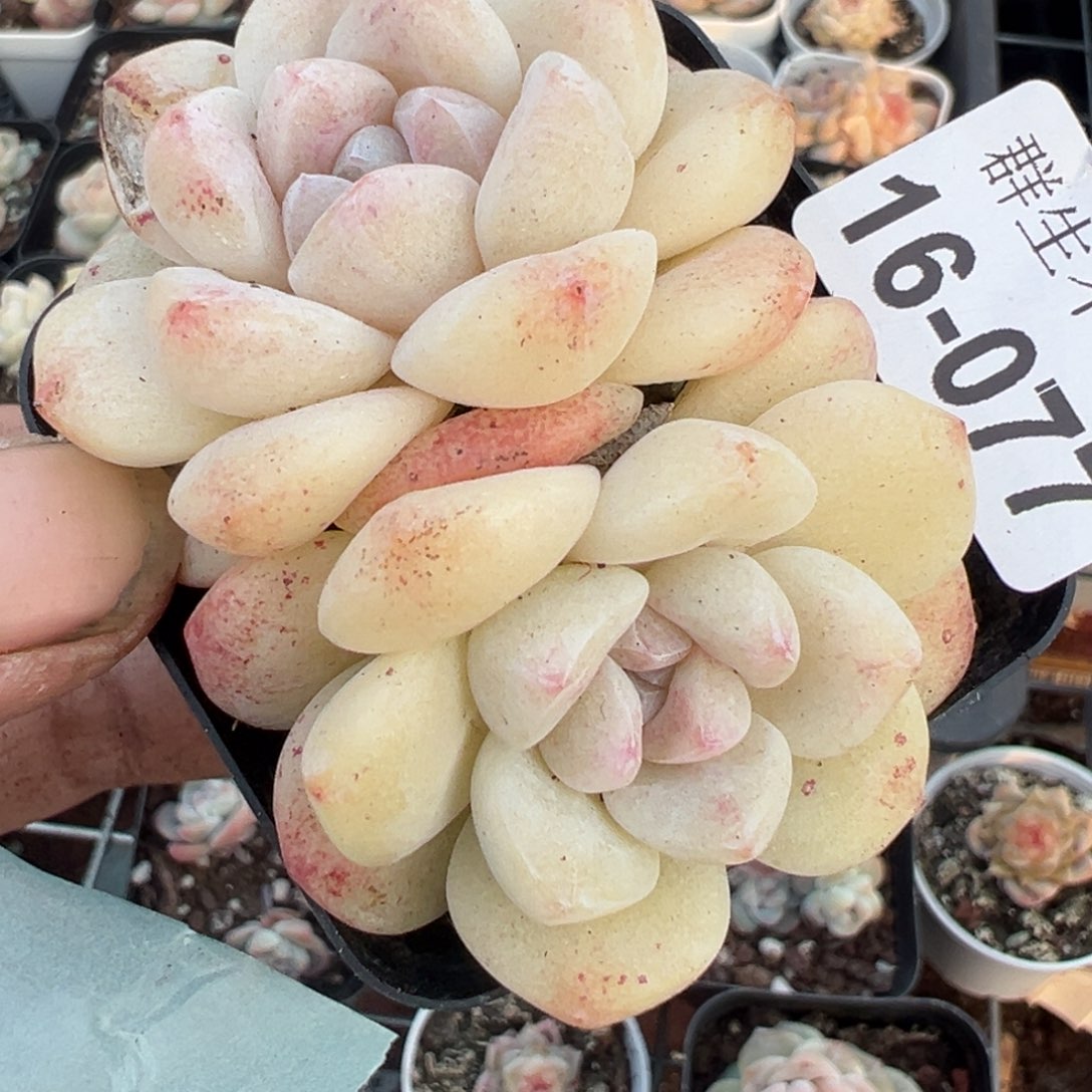 小卡拉米糖心一物一拍16-77