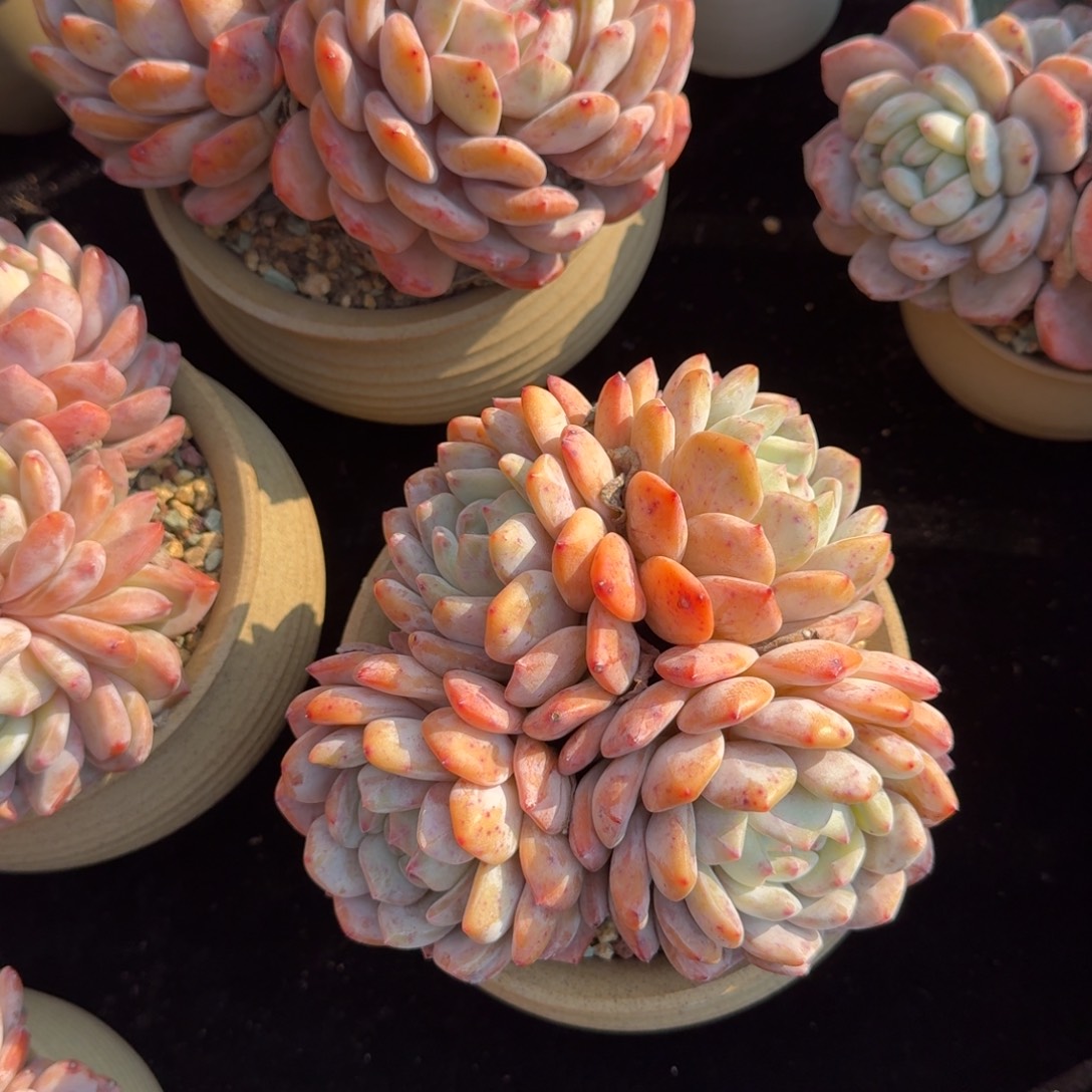 瀚***斋精美四头，专拍链接