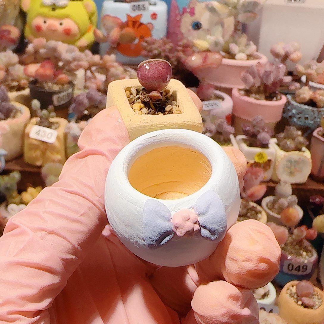 发****T粉海豹种蝴蝶结盆口2cm