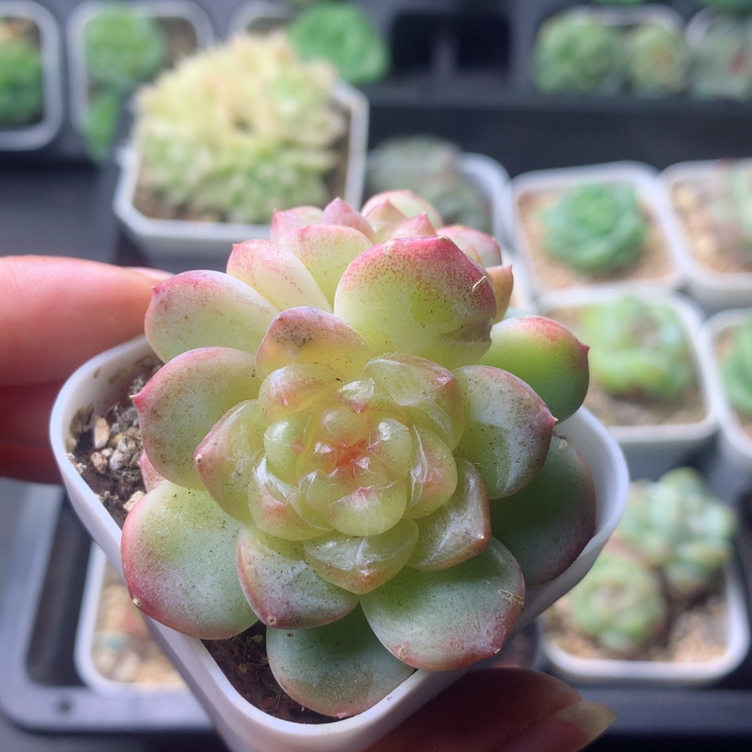 58包邮  群生不包整 119