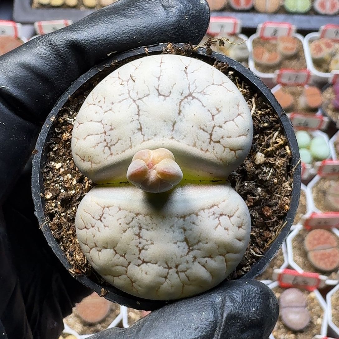 奶****生石花1111111。  67