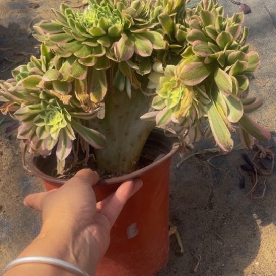 6809，迈巴赫追带土球发货