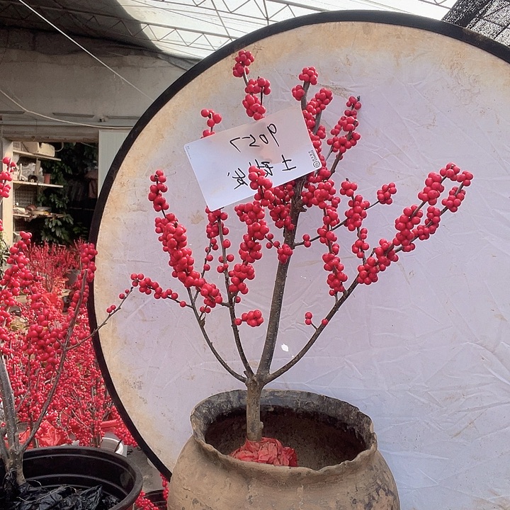 无花朵土球发货 东红福利