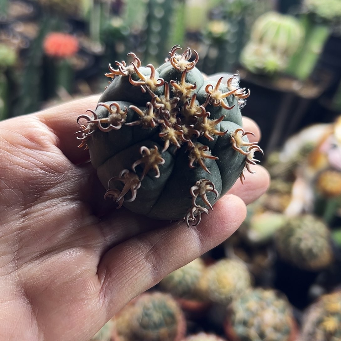 猫爪仙人球1111111111