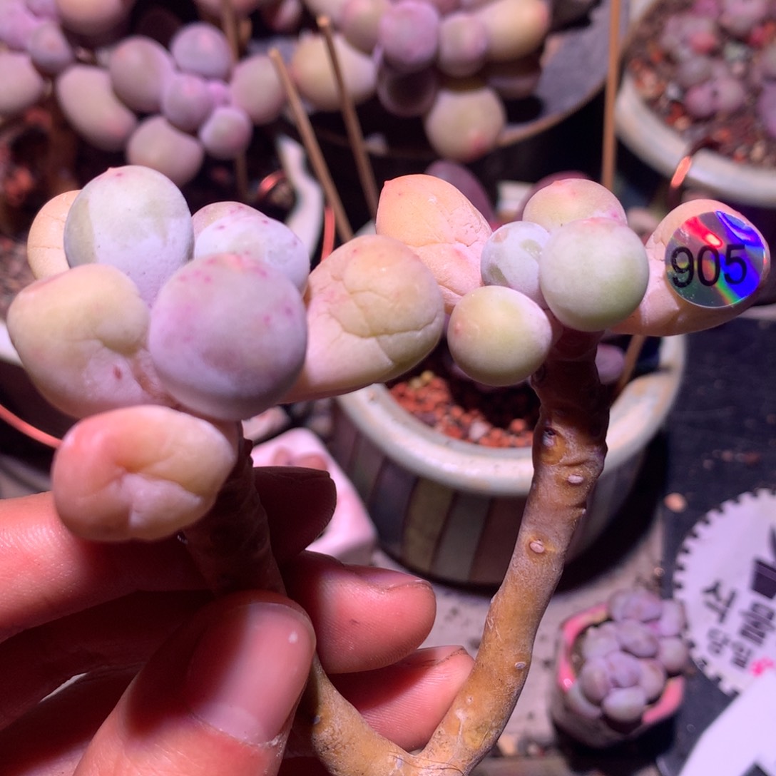 双头米可奶酪905