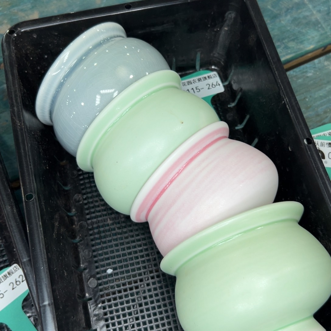 多肉一物一拍0115/264