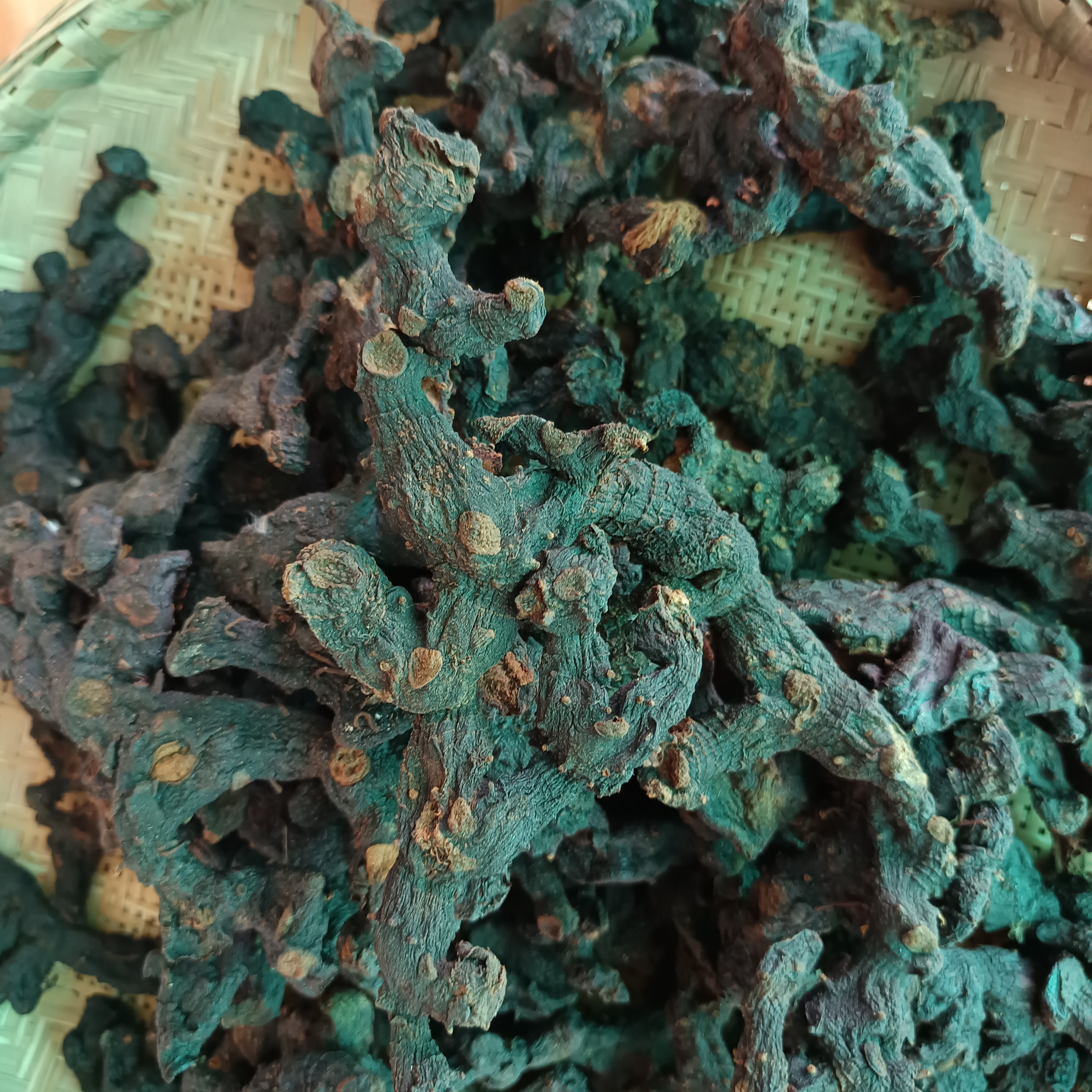 秦岭野生九蒸老   虎姜