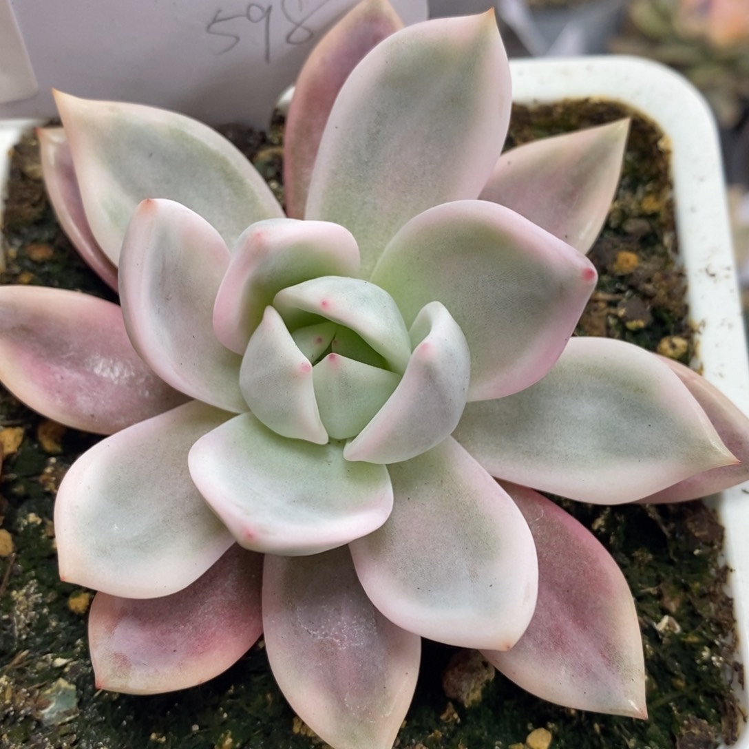 597酒红香槟锦大单头