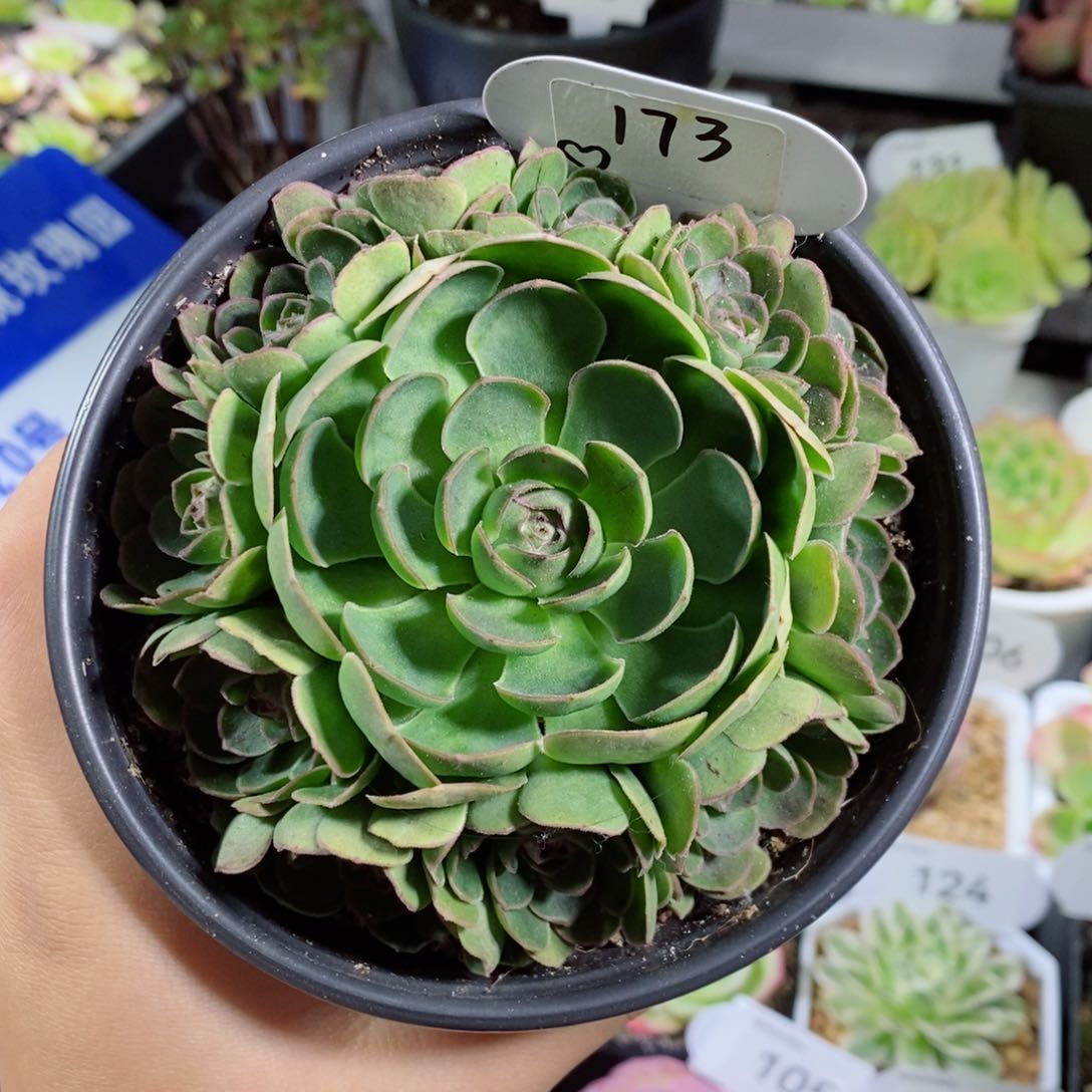 173毛帕手捧花。