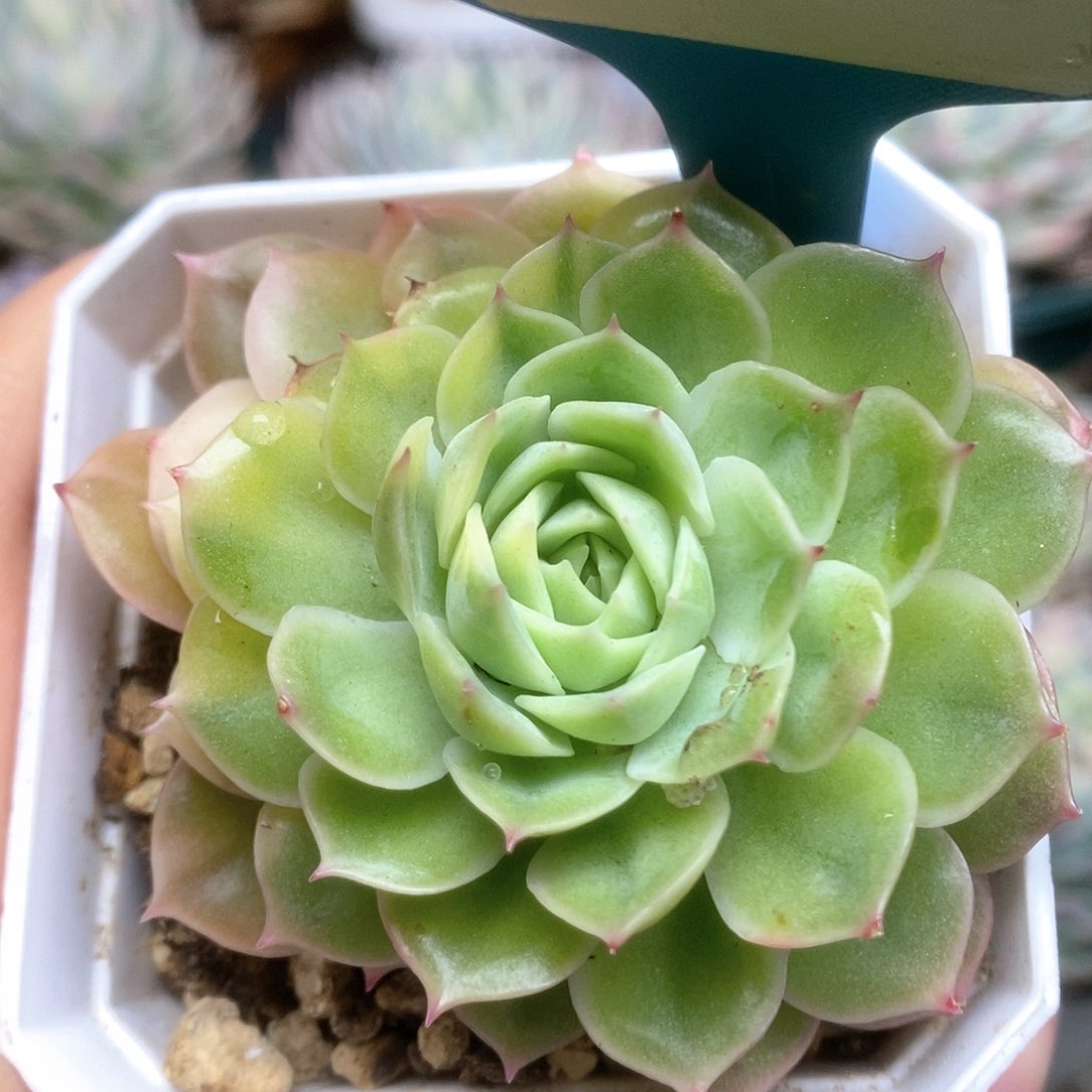 252锦锦锦锦锦锦