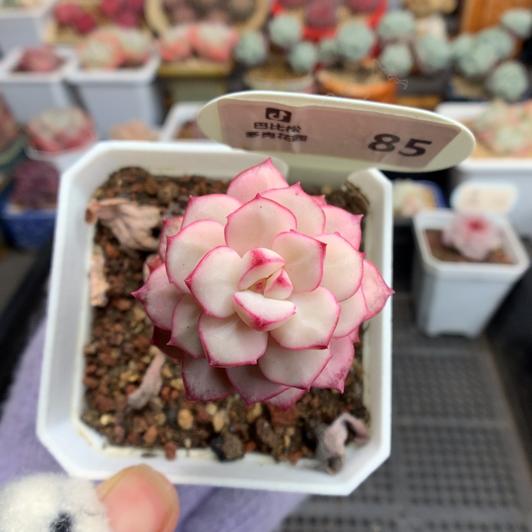 95探戈锦多肉植物福利