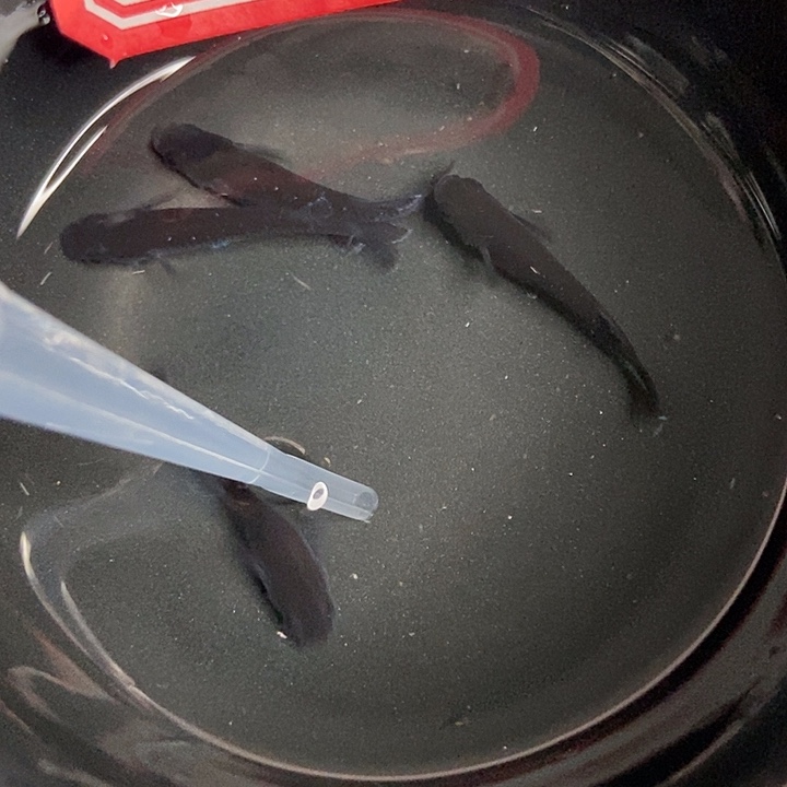 青鳉鱼墨子的鱼4号天目