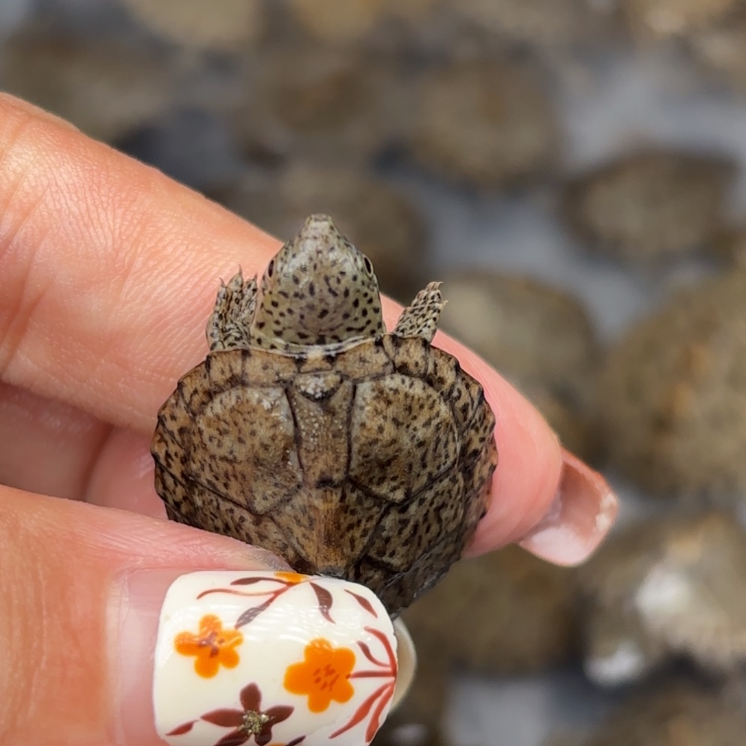 不分公母宠物龟瑕疵黑刀