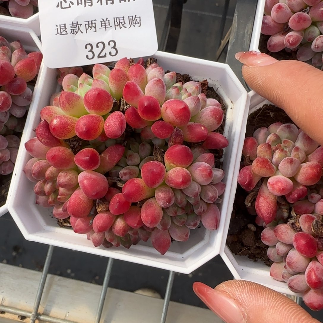 闪购精品多肉323号