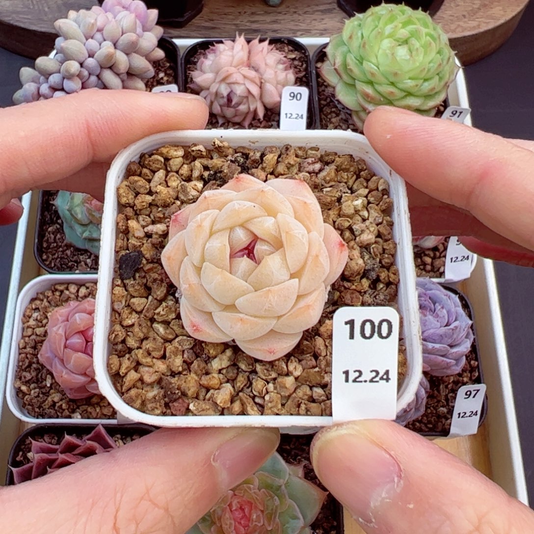 好好看100、哈哈哈哈