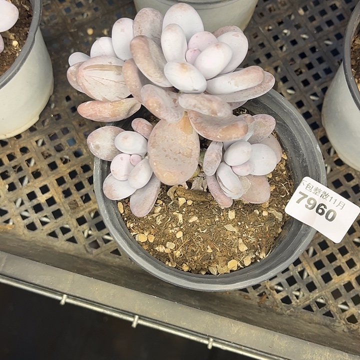 阿雅园艺。         7960