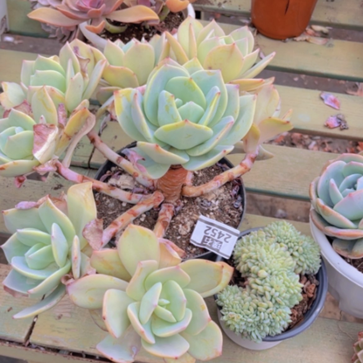 【闪购商品】两颗2452