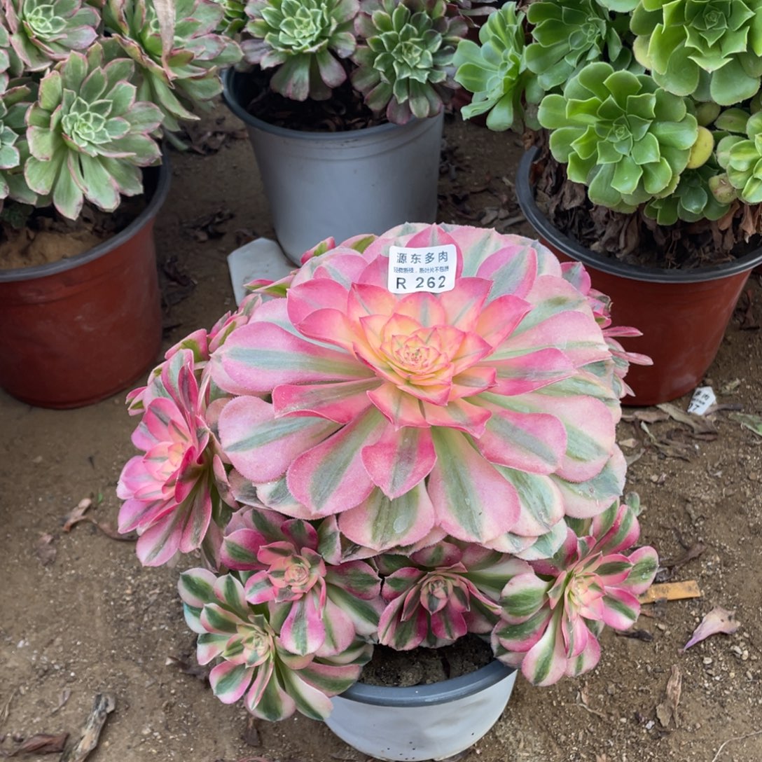 262倾城多肉法师断枝不包