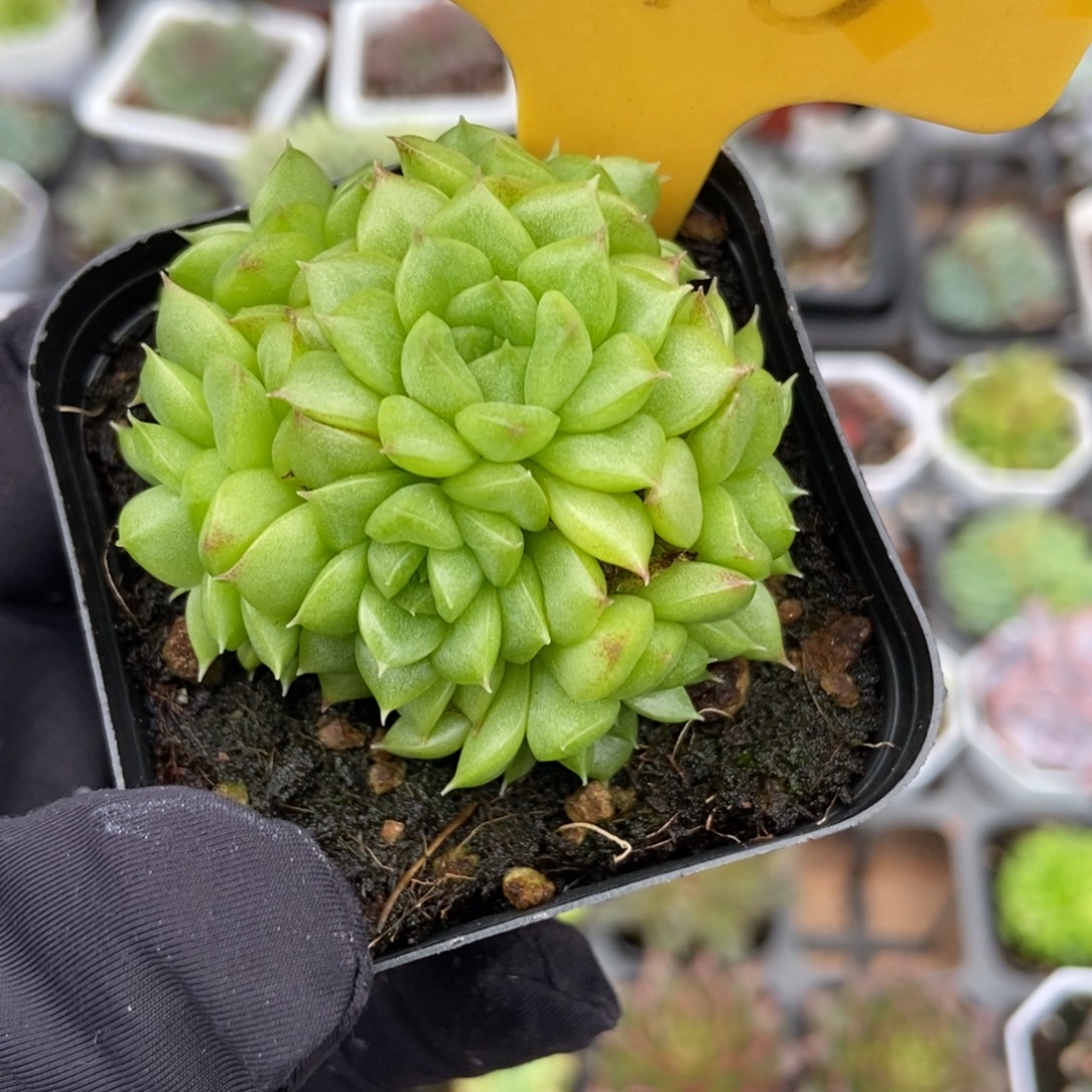2098麦秆多肉植物多肉