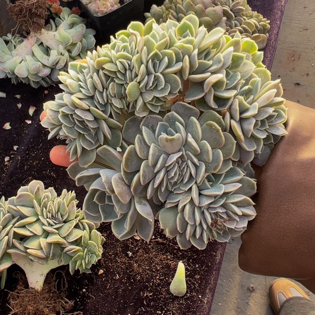 1***e汉堡缀化天天开心