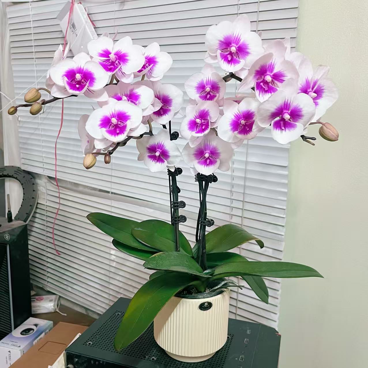 蝴蝶兰【阿尔卑斯】 4花剑 中花型  室内花 广州基地直发