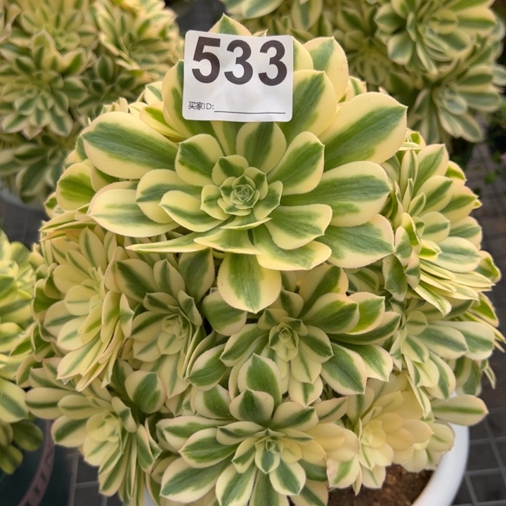 533迈巴赫20厘米左右