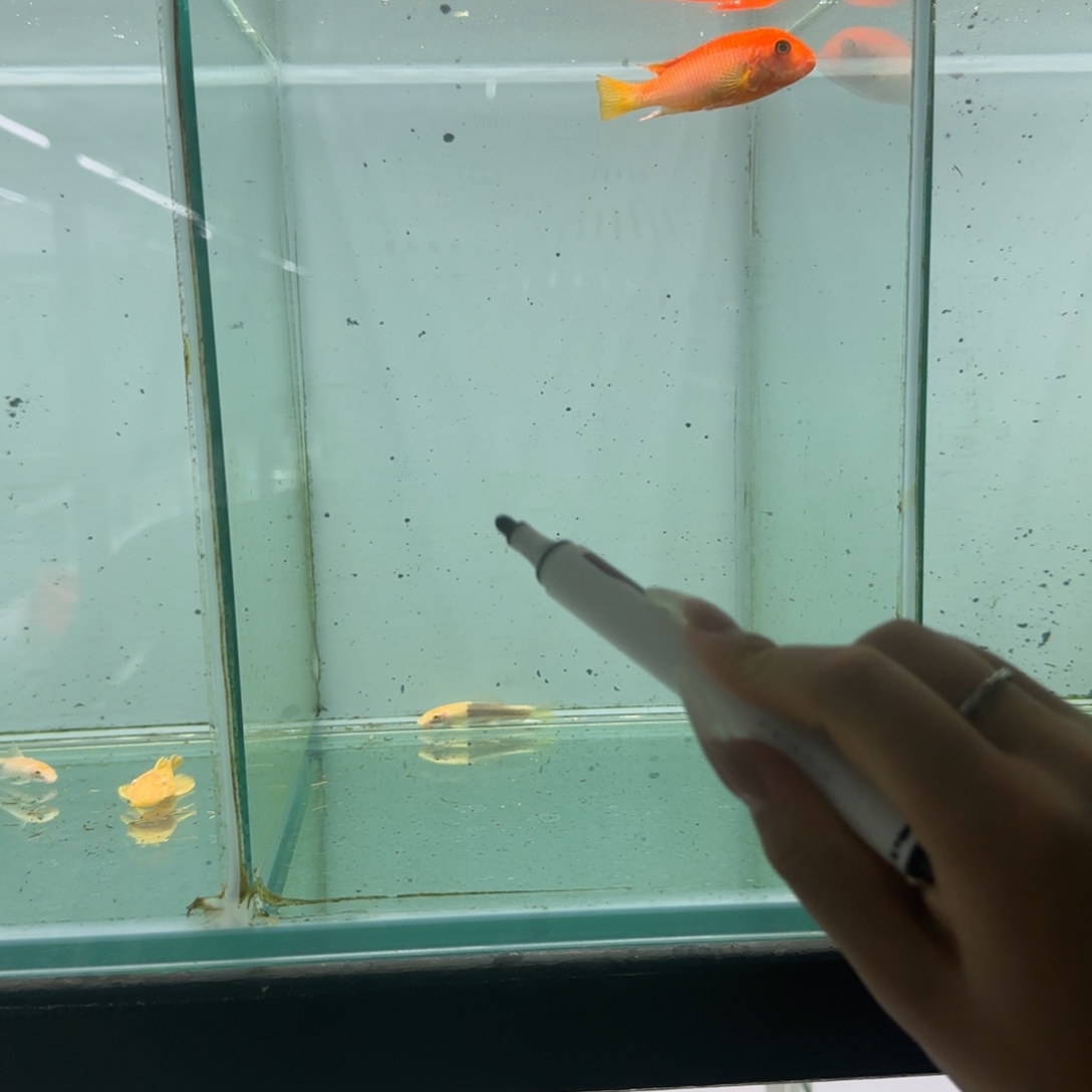 D***a慈鲷1186号太阳花红鸡