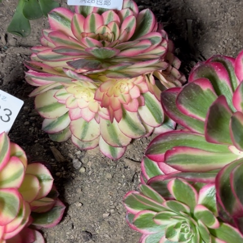 荔枝多肉多肉6834