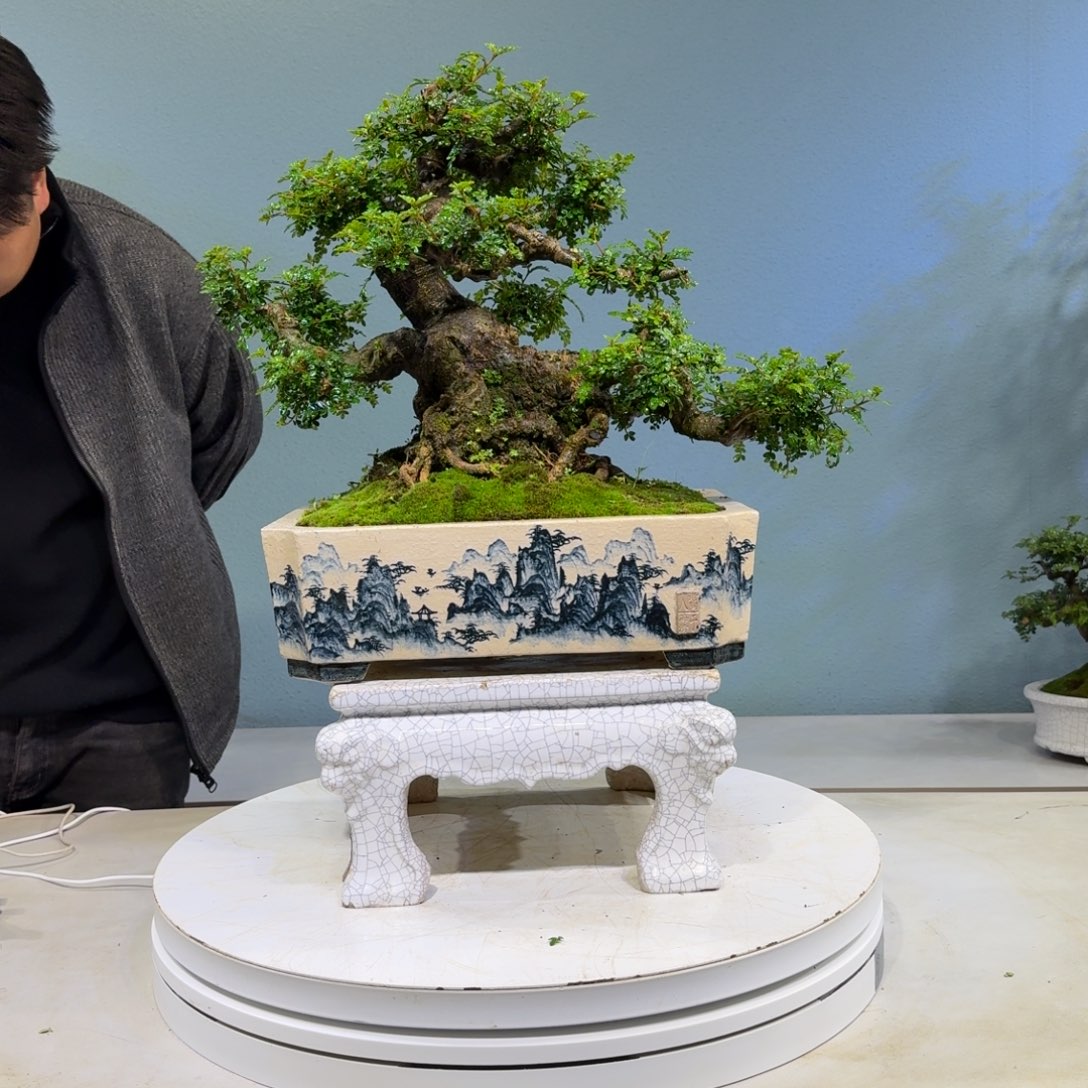 顺***龙以实际为准胡椒木胡椒木