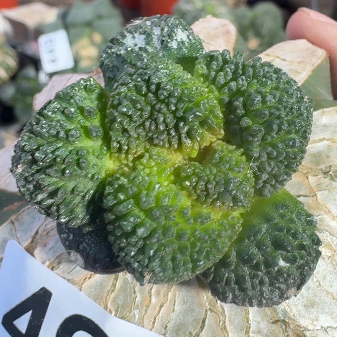 【闪购商品】细密大尤哥斯拉495