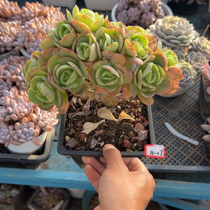 ღ***࿐精品多肉植物老桩